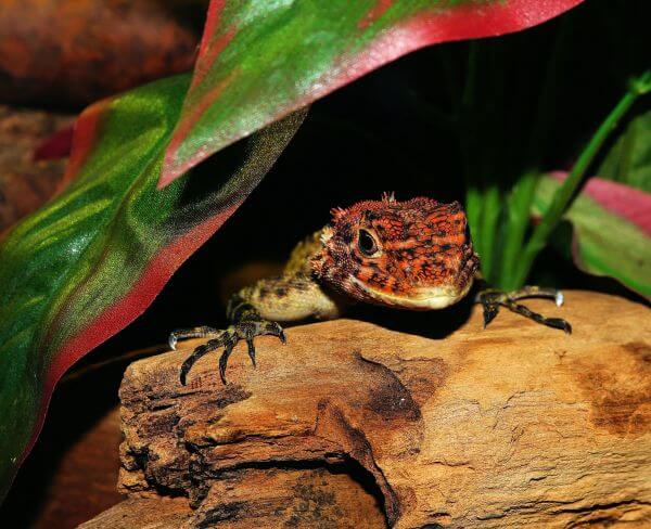 Animal photography photo