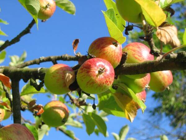 Apple tree photo