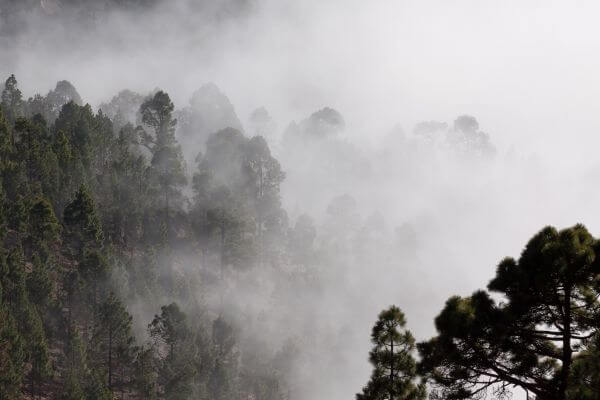 Fog photo
