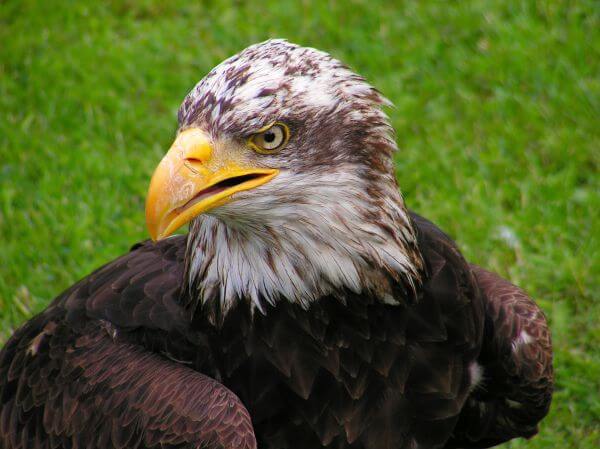 Beak photo