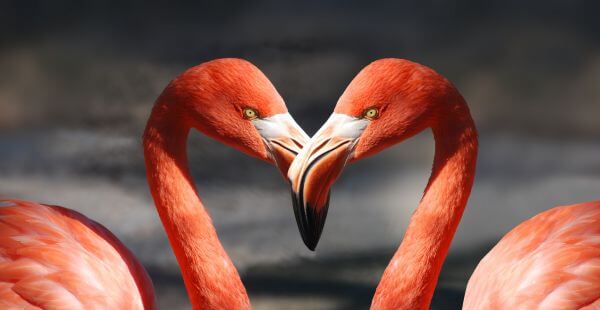Animals photo