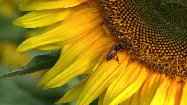 Sun flower  bee  summer video