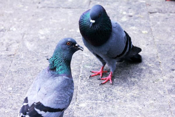 Two Pigeons photo