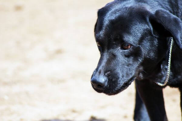Black Labrador photo