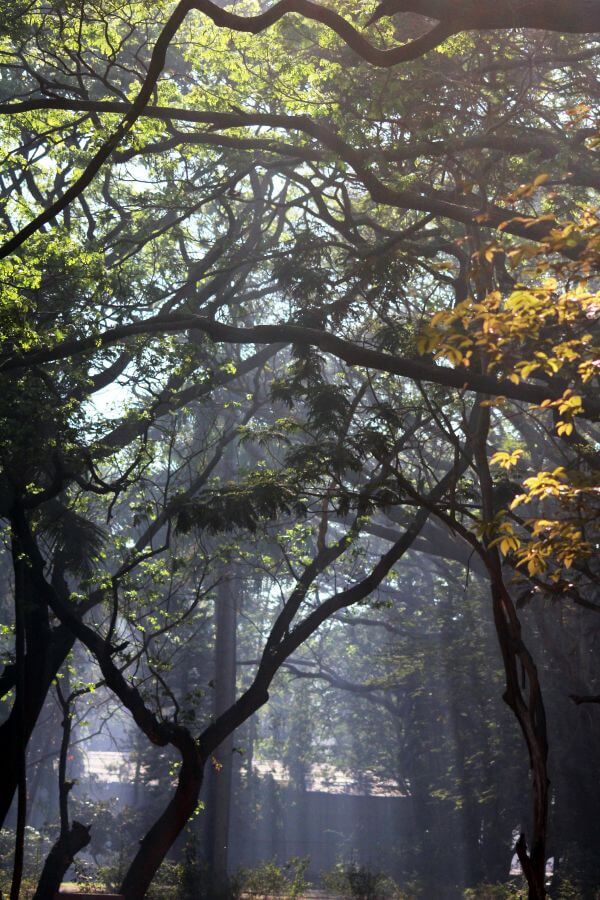 Jungle Sunrays photo
