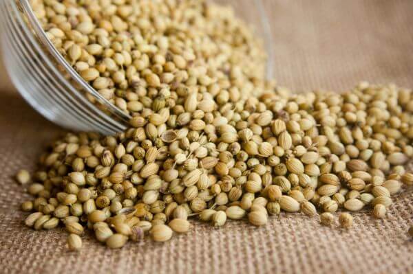 Coriander Seeds Spice photo