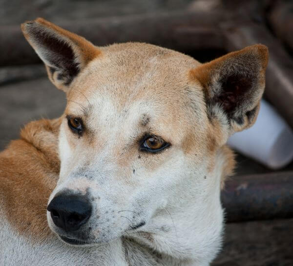 Dog Face photo