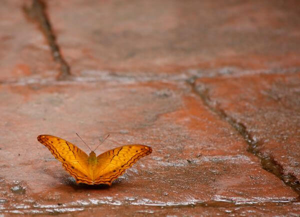 Little butterfly photo